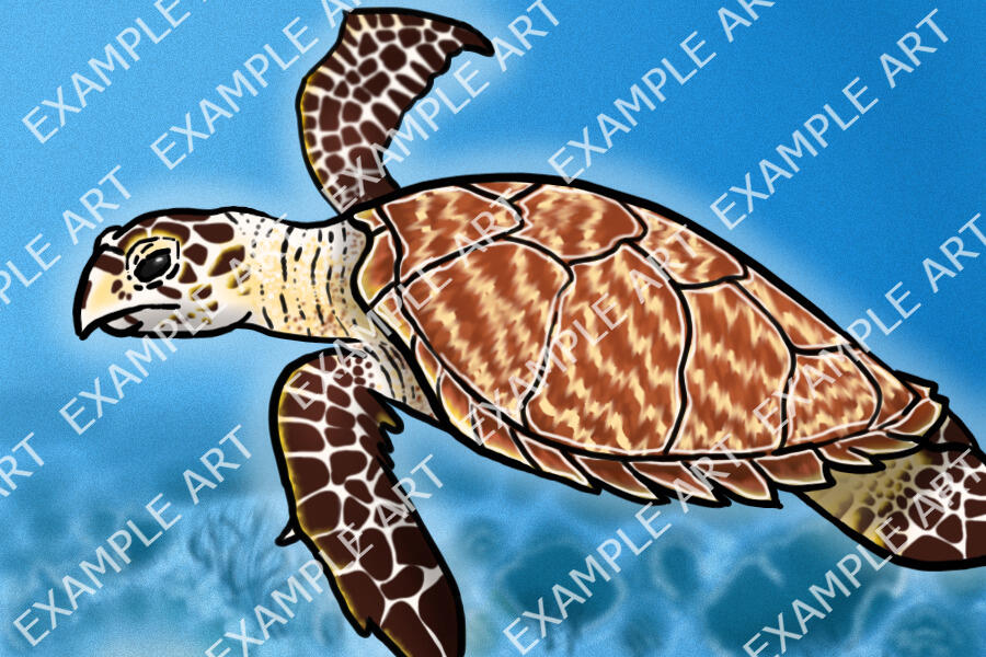 Hawksbill sea turtle