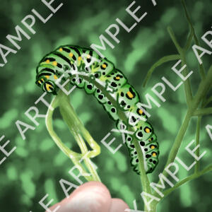 caterpillar on a stem